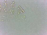 Calohypsibius ornatus image