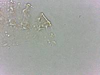 Calohypsibius ornatus image
