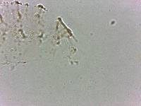 Calohypsibius ornatus image