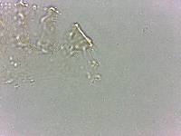 Calohypsibius ornatus image