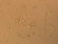 Calohypsibius ornatus image