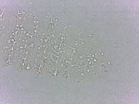 Calohypsibius ornatus image