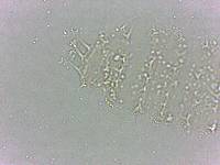 Calohypsibius ornatus image