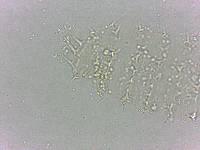 Calohypsibius ornatus image