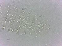 Calohypsibius ornatus image