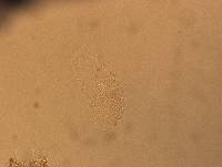 Calohypsibius ornatus image