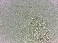 Calohypsibius ornatus image