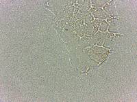 Calohypsibius ornatus image