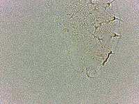 Calohypsibius ornatus image