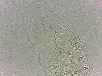Calohypsibius ornatus image