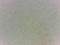Calohypsibius ornatus image