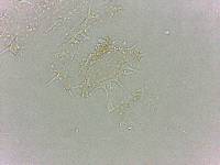 Calohypsibius ornatus image