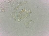 Calohypsibius ornatus image