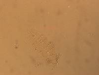 Calohypsibius ornatus image