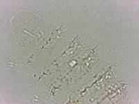 Calohypsibius ornatus image
