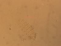 Calohypsibius ornatus image