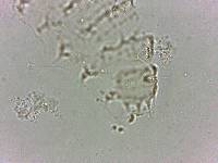 Calohypsibius ornatus image