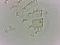 Calohypsibius ornatus image