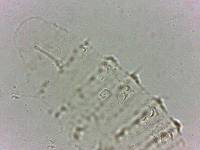 Calohypsibius ornatus image