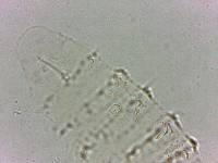 Calohypsibius ornatus image