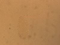 Calohypsibius ornatus image