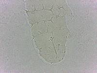Calohypsibius ornatus image