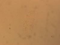 Calohypsibius ornatus image