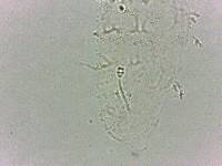 Calohypsibius ornatus image