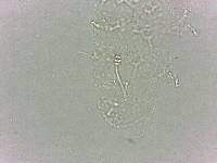 Calohypsibius ornatus image