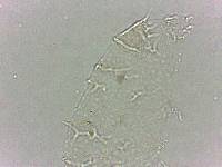 Calohypsibius ornatus image