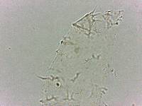 Calohypsibius ornatus image