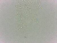 Calohypsibius ornatus image