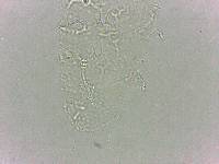 Calohypsibius ornatus image