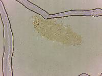Calohypsibius ornatus image