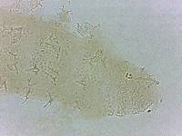Calohypsibius ornatus image
