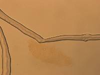 Calohypsibius ornatus image
