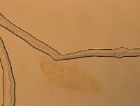 Calohypsibius ornatus image