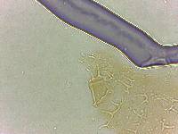 Calohypsibius ornatus image