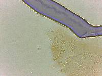 Calohypsibius ornatus image