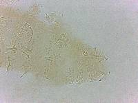 Calohypsibius ornatus image