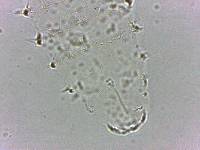 Calohypsibius ornatus image