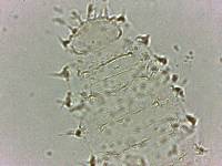 Calohypsibius ornatus image