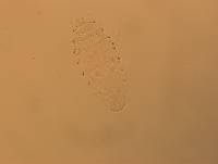 Calohypsibius ornatus image