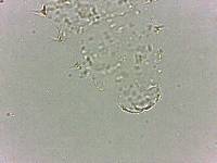 Calohypsibius ornatus image