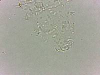 Calohypsibius ornatus image