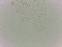 Calohypsibius ornatus image