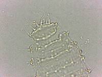 Calohypsibius ornatus image