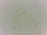 Calohypsibius ornatus image