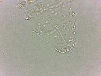 Calohypsibius ornatus image