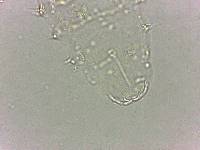 Calohypsibius ornatus image